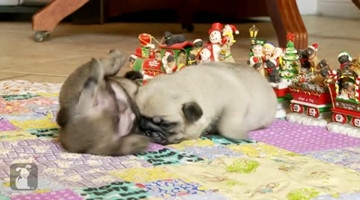 最可爱的狗狗小时候大合集，真的萌翻了