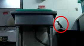 道歉了！海底捞承认厨房暗藏老鼠称已整改