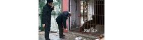 实拍主人躲债失踪 忠犬藏獒绝食而死