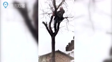 大山深处手机无信号 湖北男子爬树上电话拜年