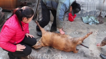实拍农村杀羊，老师傅用土法宰羊很讲究技巧，45斤的羊能出多少肉？