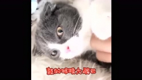 冯提莫搞怪歌曲《小跳蛙》，可爱甜美的女声