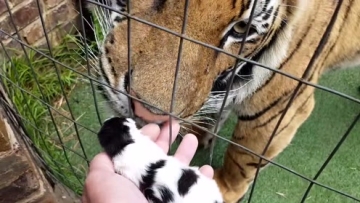 刚出生的小奶猫靠近老虎，老虎的举动太暖了！