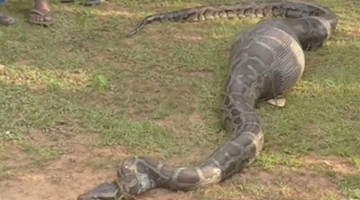 惊呆！实拍巨蟒吞下一整只山羊 肚子鼓到变形