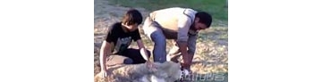【拍客】路边烧烤当街宰杀活羊场面血腥残忍