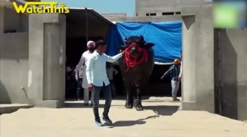 印度这头牛身价2.1亿卢比 每天沐浴豪饮威士忌