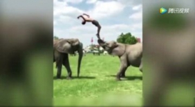 外国牛人挑战极限 在大象背上辗转腾挪