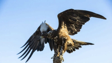 厉害了我的鹰，身高2米多，翼展7米，在世界上无任何天敌！