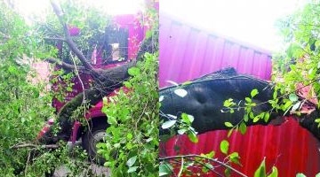 货车撞断古榕树一根树枝 被索赔30万元