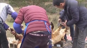 实拍山区农村杀猪办酒席，主人家宰了头正宗土猪来招待客人，真实在