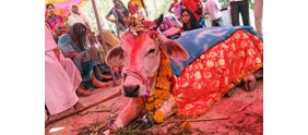 【拍客】实拍印度村民为两头牛举办盛大婚礼祈福