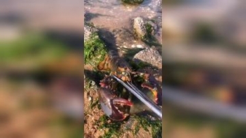 赶海实拍：哪里来是大龙虾，张牙舞爪的