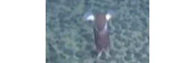 “蛟龙号”首次拍到深海奇异生物曝光