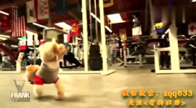 肌肉型男与博美一同健身，这画面好有爱！