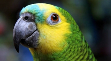 鹦鹉唱《黄土高坡》秒杀好声音 人类无法阻止