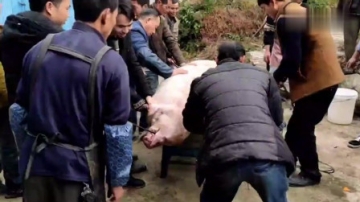 实拍农村杀猪全过程，这头大肥猪目测有三五百斤，小伙见了直呼刺激