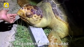 福建泉州海滩出现神秘巨型海龟遗体 重达200斤