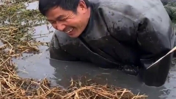 高手在民间，农村大叔穿着雨衣下河徒手抓黑鱼，为了吃上鱼肉也是拼了！
