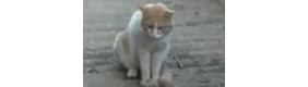 【拍客】霸气猫咪连扇鳄鱼两耳光