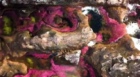 奇观！一年中特定时刻 这条河会化身为“彩虹”