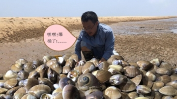 实拍赶海“爆窝沙蛤”一桶上千只大几百的收入，高手从来都不失手