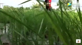 牛人研制高效捉鳝法，设20个陷阱，一天收获100斤黄鳝