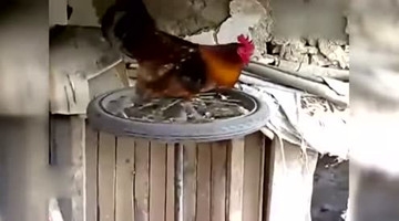 什么叫真正的“跑步鸡”！健身鸡！