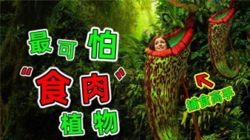 世界最可怕的食肉植物：各个都是捕食猎物高手，连猴子都轻松拿下