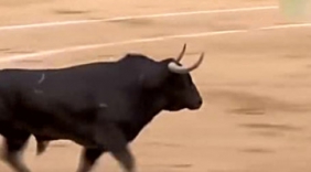 斗牛比赛暴躁公牛差点跳上看台