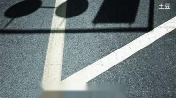 CCTV央视公益广告：交通安全 动物篇