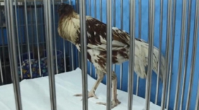 “无头鸡”脸部被毁奇迹存活 行走自如饭照吃