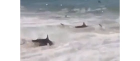 【拍客】美国海岸附近惊现群鲨集体捕食场面