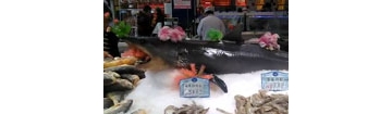 【拍客】实拍浙江超市摆卖整条生鲜鲨鱼