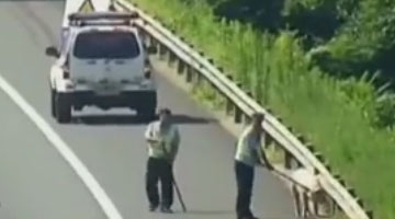 活猪高速跳车逆行 地面温度高达60度被热死活猪跳车高速