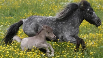 世界最迷你小马不到半人高 网友大呼萌化了