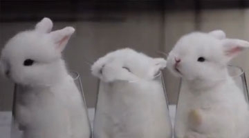 流氓兔偷亲心上兔,羞成了一杯牛奶，好萌！