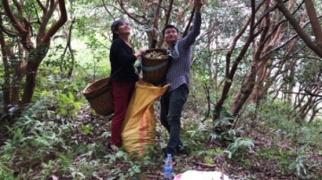 实拍湖南农村，深山采摘野生茶籽，每一粒都来之不易