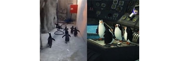 【拍客】丹麦动物园企鹅集体“逃亡” 被发现无奈大叫