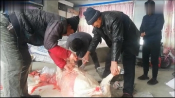 实拍农村杀猪现场，老师傅一刀下去直接劈断猪骨，这技术不服不行