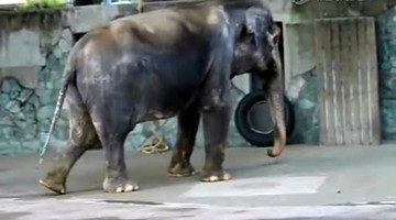 日本最长寿大象花子的孤独之舞