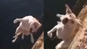 台军残忍虐狗视频曝光： 小狗被悬吊痛苦挣扎