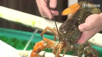 美国渔民捕获双色龙虾出现概率5000万分之一