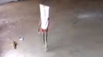 奇葩小偷扮“海绵宝宝”行窃 动作搞怪令人捧腹大笑