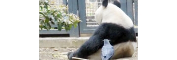 【拍客】实拍东京动物园熊猫被乌鸦啃毛