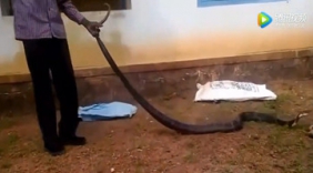 牛人赤手空拳抓眼镜王蛇，我服