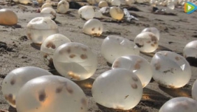 海滩布满透明的水晶球 这生物的孵化方式真特别