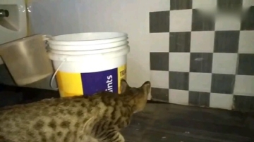 实拍《猫打老鼠》