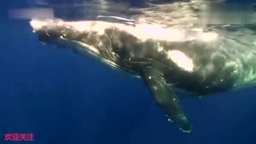 与鲸鱼一起游泳！座头鲸，震撼人心的大洋漫步者