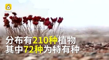 恭喜！可可西里申遗成功！快来看看