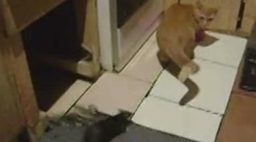 天下奇闻 这老鼠要上天!